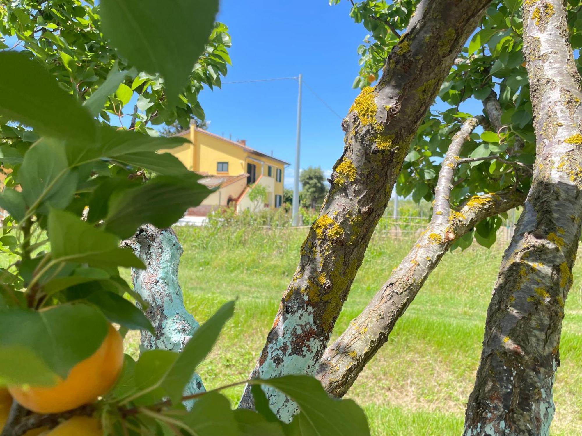 Il Leccio Agriturismo Fiorino Exterior foto